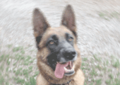 decisions-justice-commentees-19-Attention-chien-bruyant-170-120.png