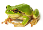 grenouille-jurisprudence-fiche-8-170-120