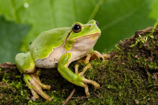 croassement grenouille