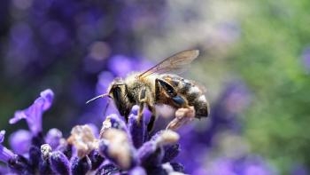 abeille_butinant_des_fleurs_violettes