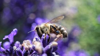 abeille_butinant_des_fleurs_violettes