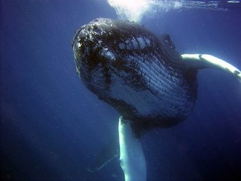 baleine_a_bosse_dans_l_ocean