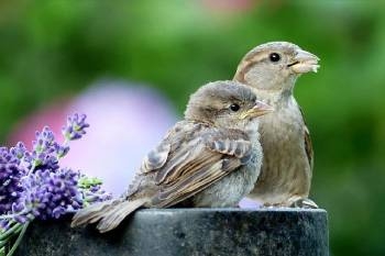 blind-test-oiseaux