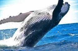 cetaces-virtuoses-de-l-ocean