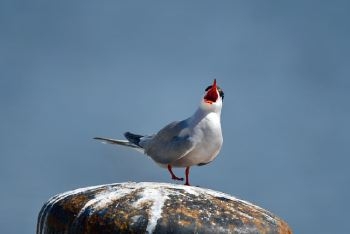 chant-oiseau