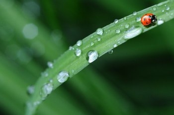 coccinelle_sur_une_feuille_verte_ayant_des_gouttes_de_pluie