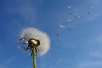 dandelion_avec_quelques_graines_de_pollen_qui_partent_au_vent