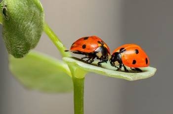 deux_coccinelles_ont_l_air_de_se_parler_sur_une_feuille_venant_d_une_tige_de_fleur