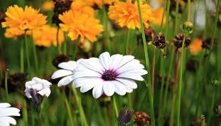 fleurs-jaunes-et-blanches