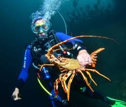 ifremer-projet-interreg-fish-intel
