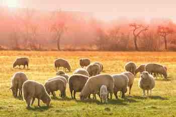 image-troupeau-mouton-dans-une-priaire