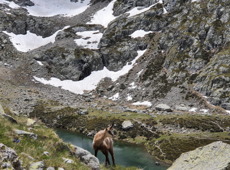 Initiative-pour-la-cohabitation-Homme-Faune-sauvage