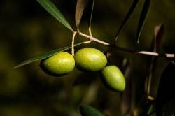 l-arbre-aux-essences