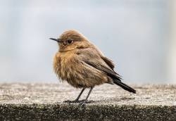 les-chants-des-oiseaux-du-printemps-laleu