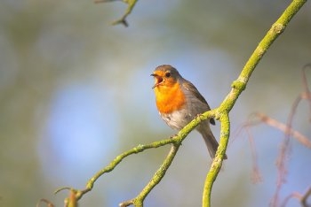 moineau_sur_une_branche_qui_chante