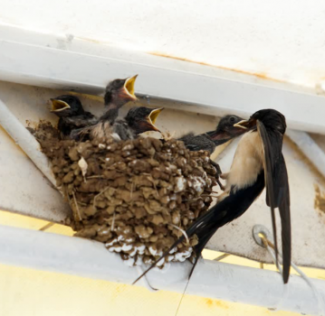 oiseaux_des_jardins