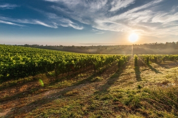 paysage-d-un-vgnoble-au-lever-du-soleil-avec-un-ciel-bleu