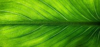 zoom-feuille-verte-de-plante