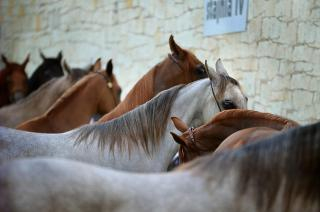 photo de chevaux patientant le long d'un mur de pierre
