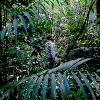 forêt bolivienne