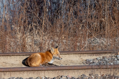 renard sur une voie ferroviaire