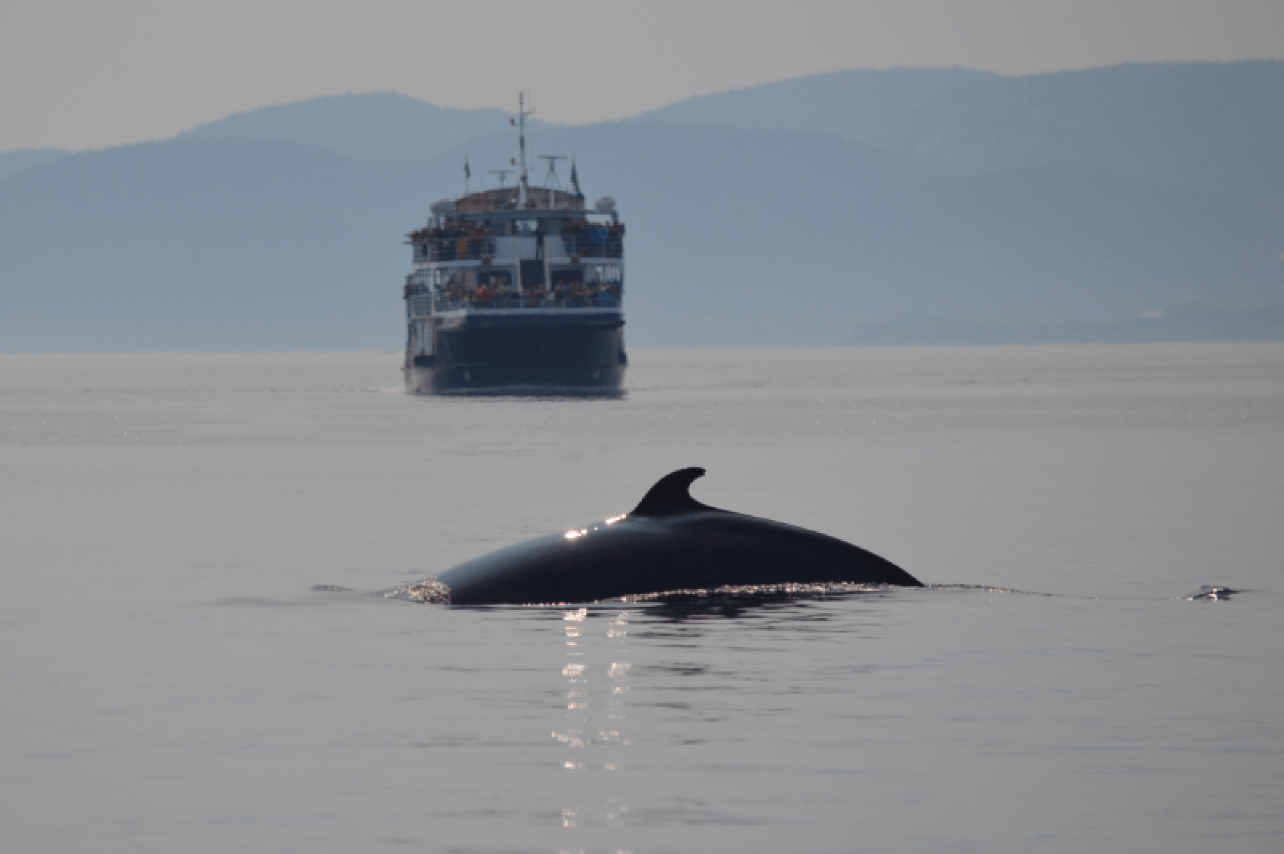 vue sur la mer et une baleine proche d'un cargo
