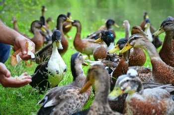 élevage de canards en plein air