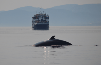 baleine au large proche d'un cargo